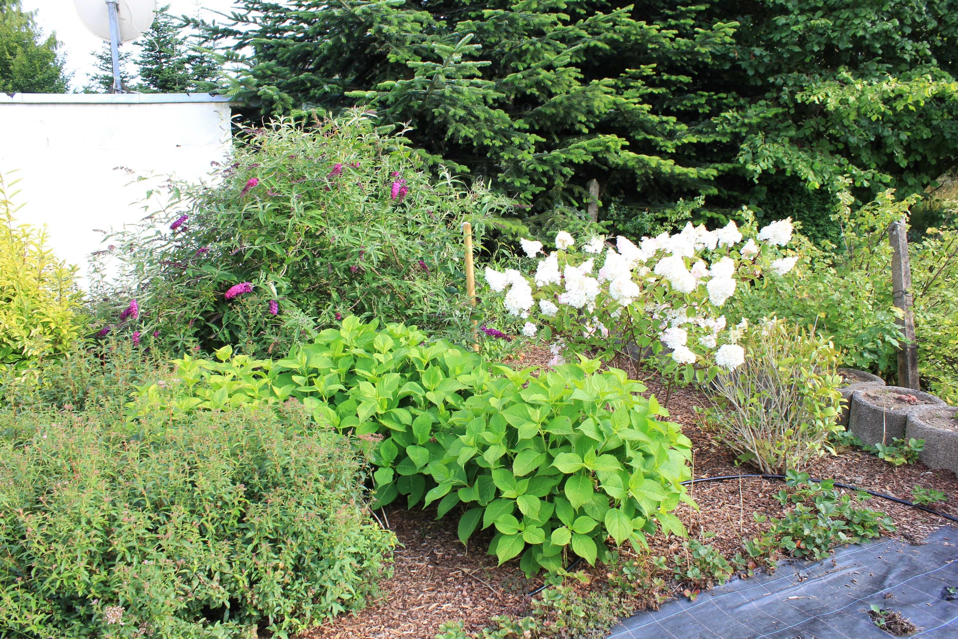 Ein Garten mit verschiedenen Pflanzen und Blumen, ein Holzzaun und ein weißes Gebäude im Hintergrund.