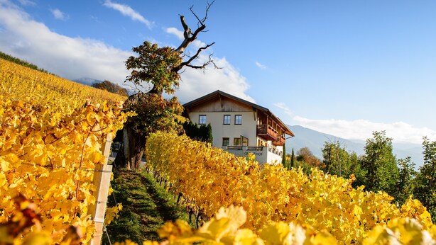 A vineyard with a building in the background. - Apartment "Kreuzhof links" with Mountain View, Wi-Fi, Balcony & Garden (Neustift)