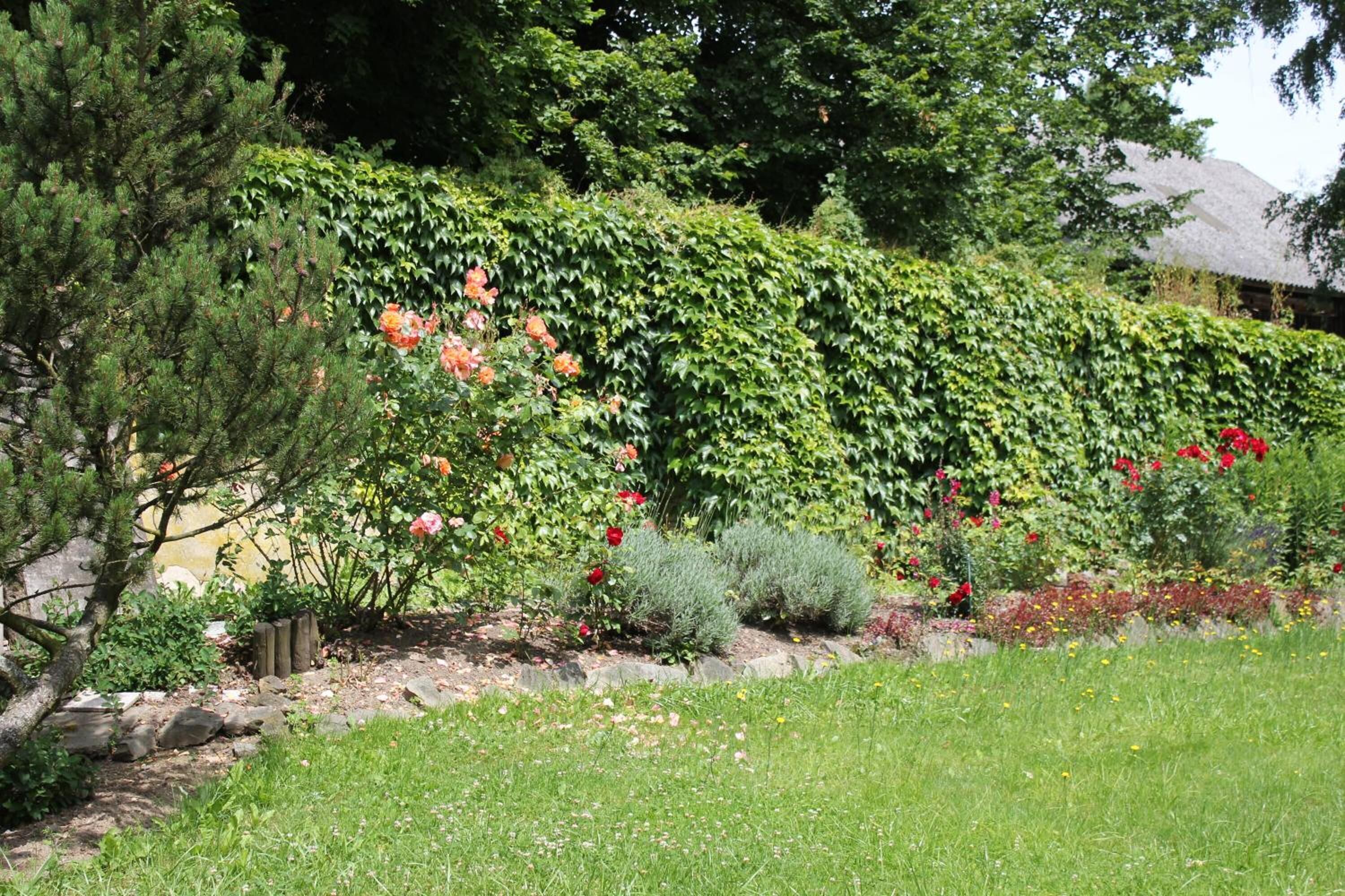 A garden with a variety of plants and flowers, including roses and a hedge.
