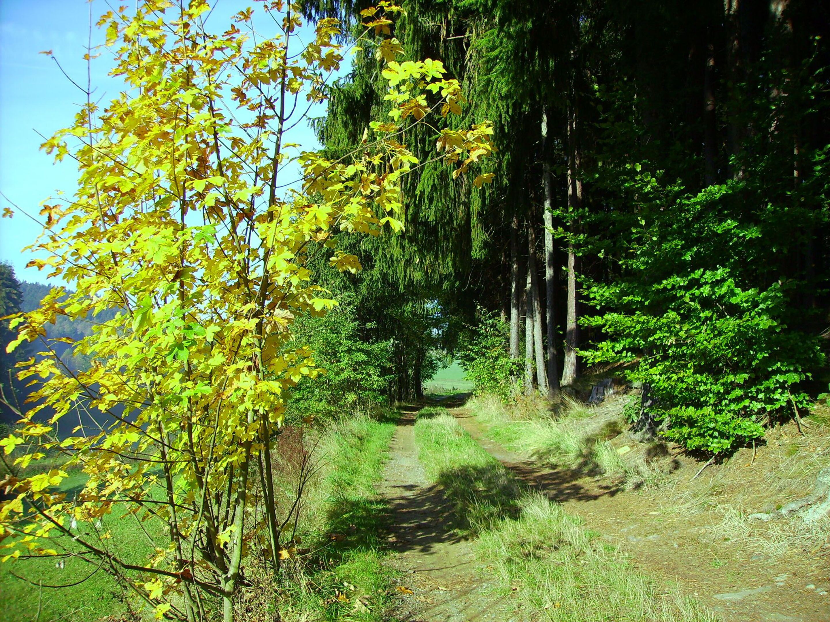 A forested hiking trail with a dirt path, surrounded by trees and greenery.