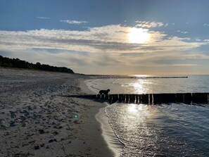 On the beach - Apartment with a sophisticated atmosphere behind the dike directly on the beach (Zingst)