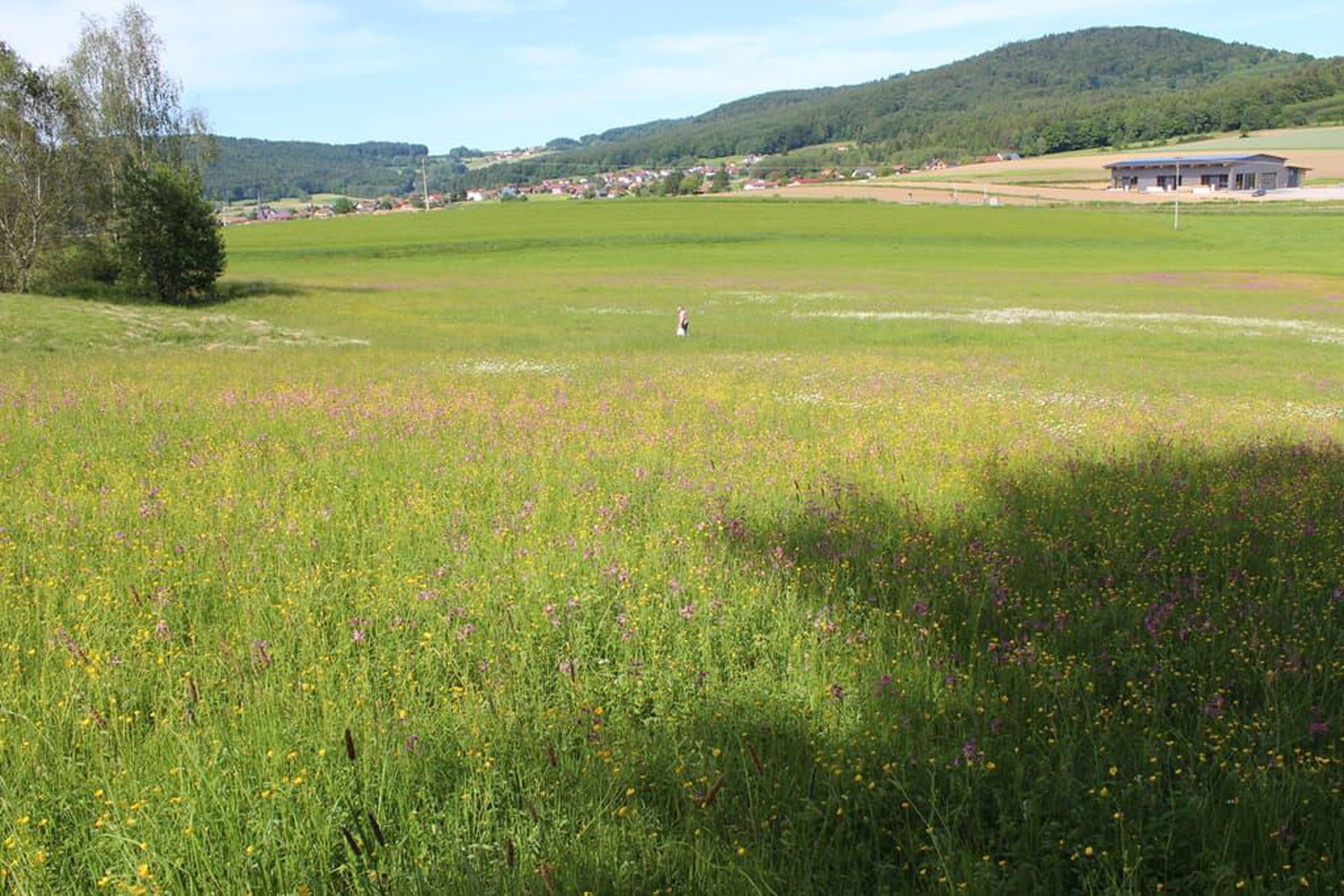 A wide-open field with a person walking in the distance, surrounded by greenery and a few buildings in the background.