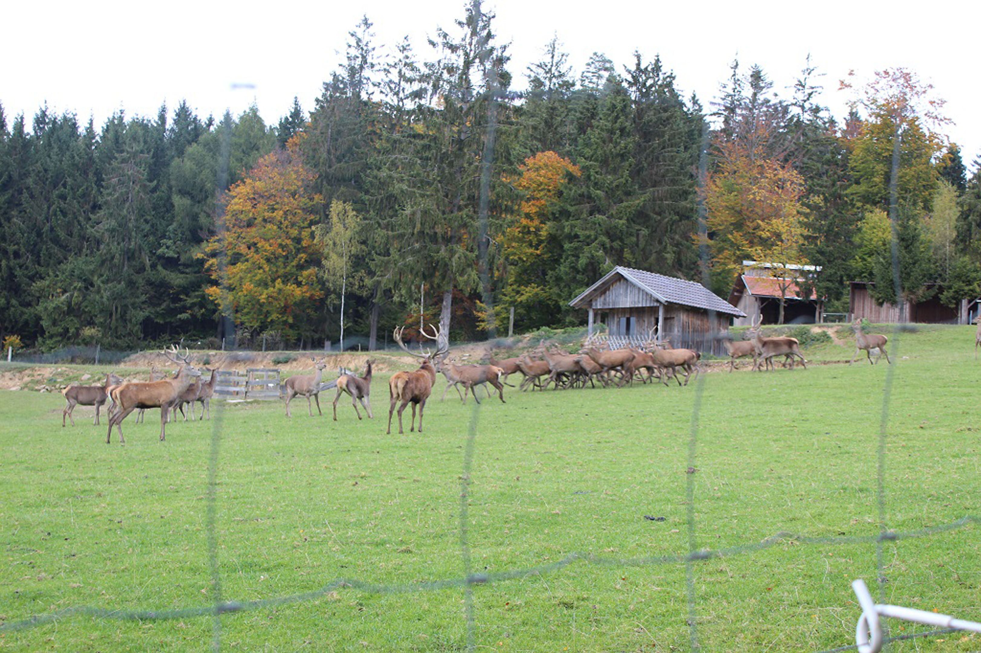 Un campo cercado con un rebaño de ciervos y un edificio rústico al fondo.