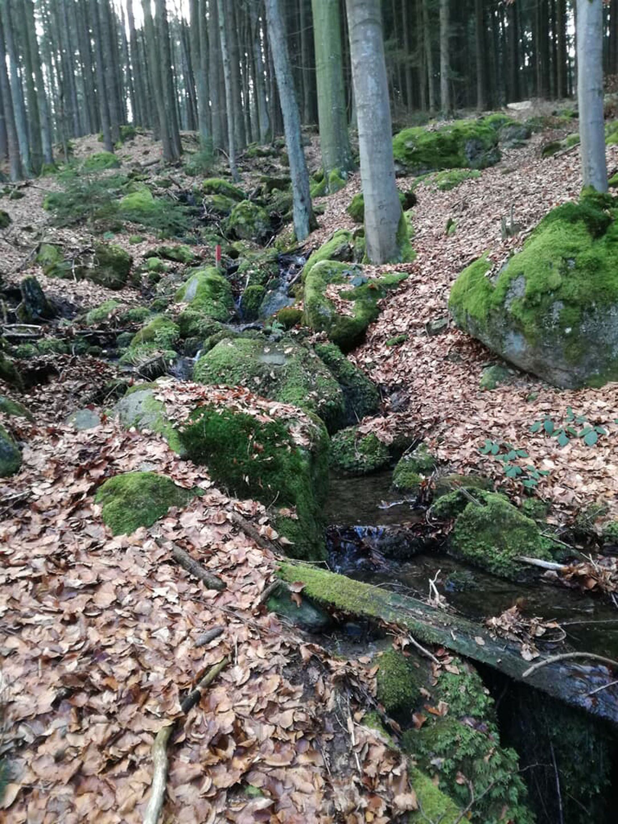 A forest with a small stream, moss-covered rocks, and fallen leaves.