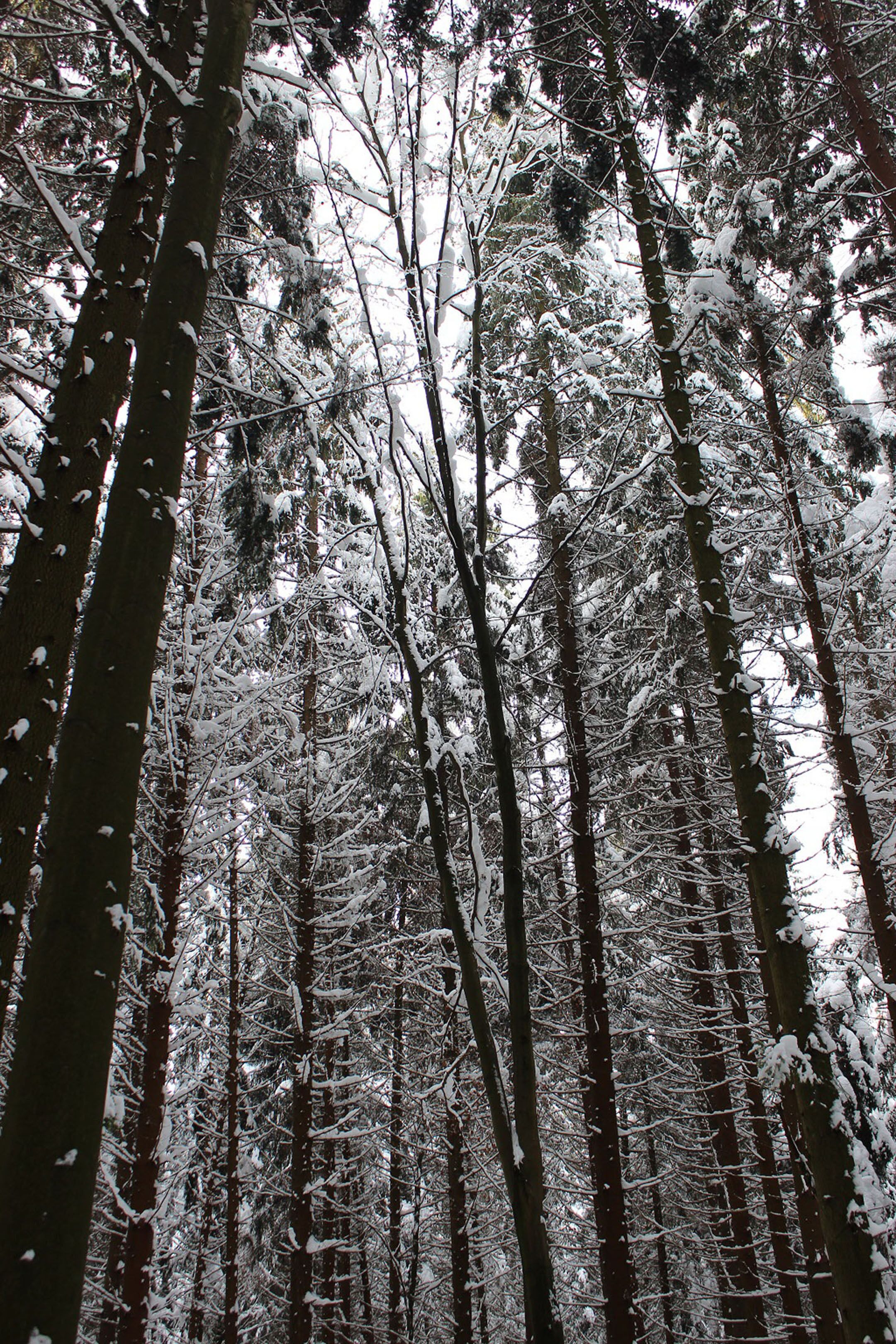 A dense forest of tall trees covered in snow.