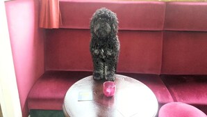 A dog sitting on a round table with a pink cup and a card in front of it. - Bow Street Runner (Hove)