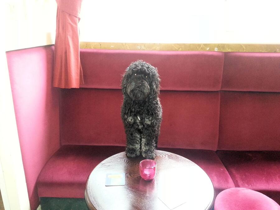 A dog sitting on a round table with a pink cup and a card in front of it.