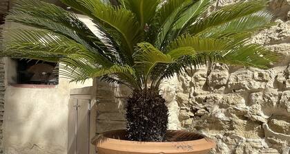Provencal farmhouse on a hillside surrounded by centuries-old olive and oak trees