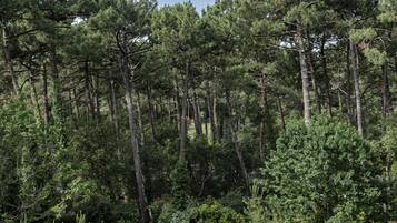 Piscina retangular com deck de madeira e espreguiçadeiras, cercada por uma área arborizada.