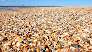 Uma praia com uma extensa faixa de pedras e conchas.