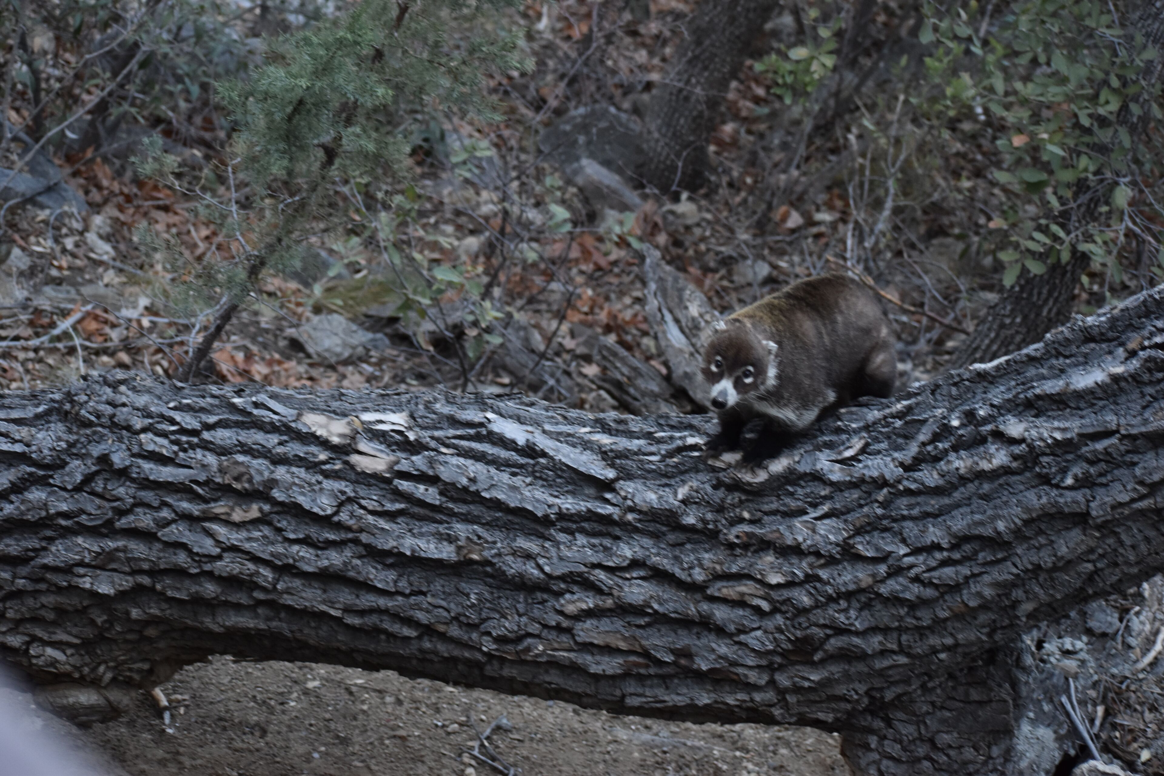 Un mapache en una rama de árbol en un área boscosa.
