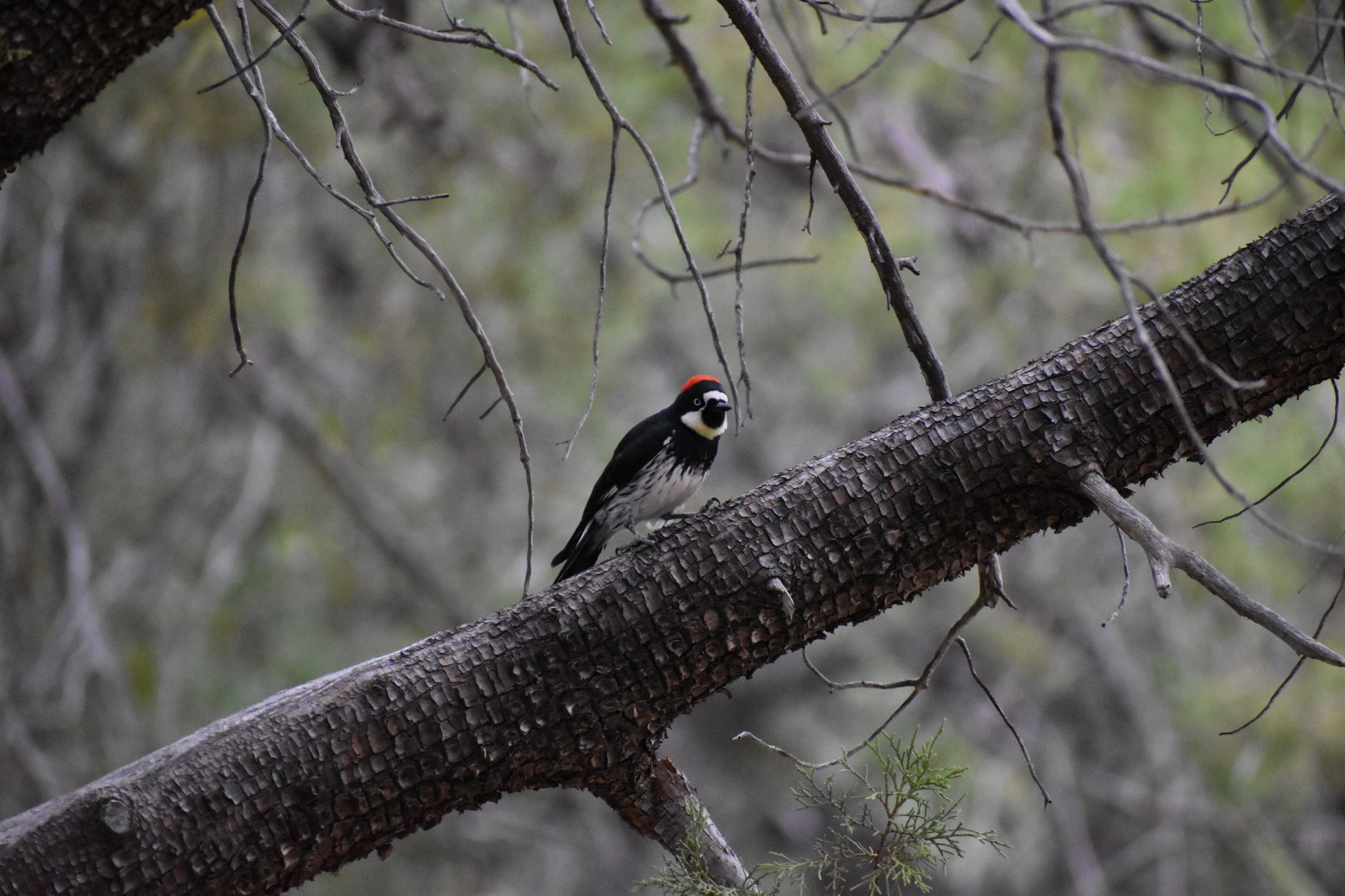 A bird perched on a tree branch.