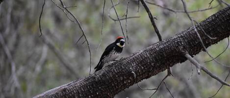 A bird perched on a tree branch.