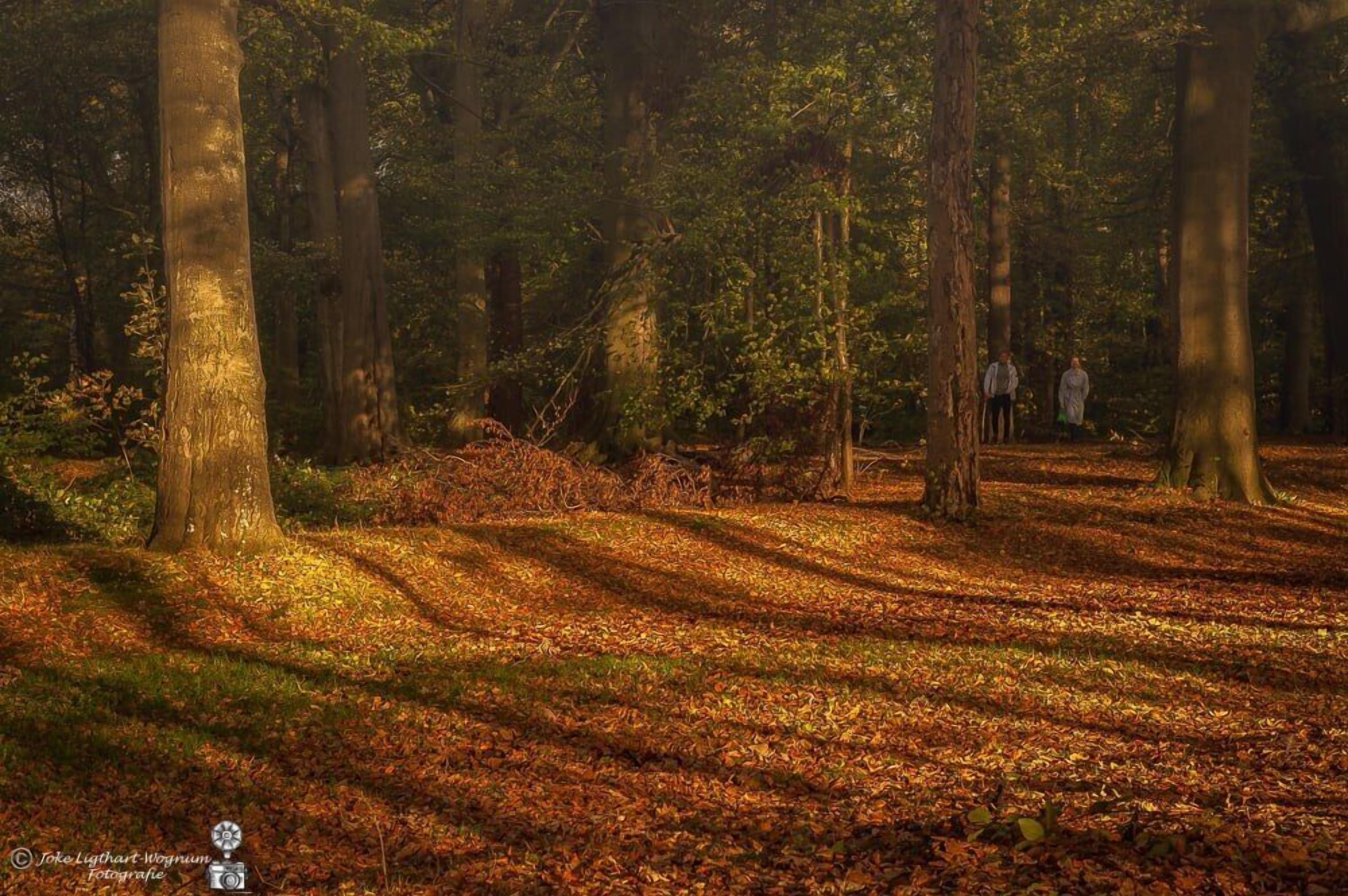 Een bos met hoge bomen en een pad bedekt met herfstbladeren.