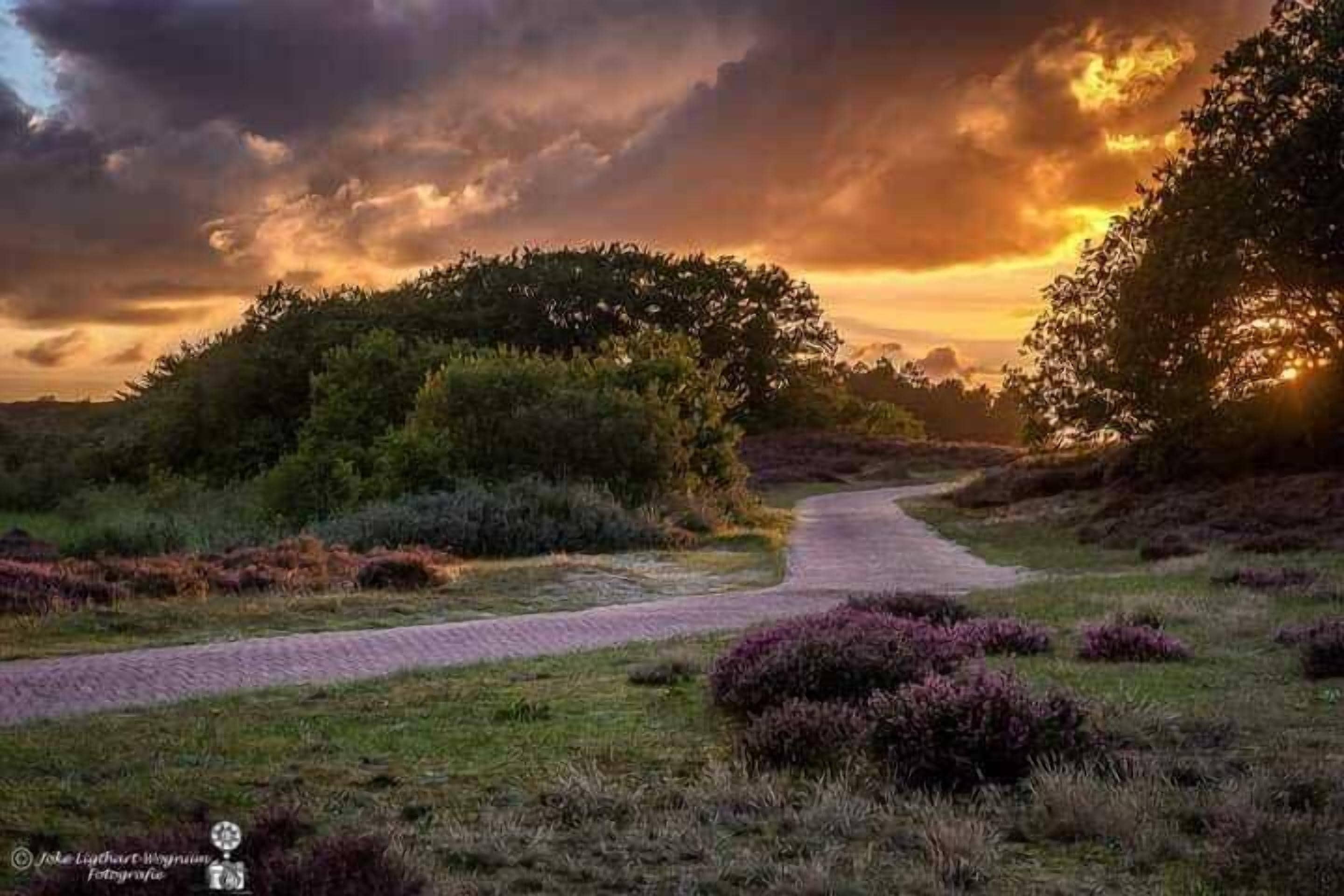 A pathway through a natural landscape with dense vegetation and trees.