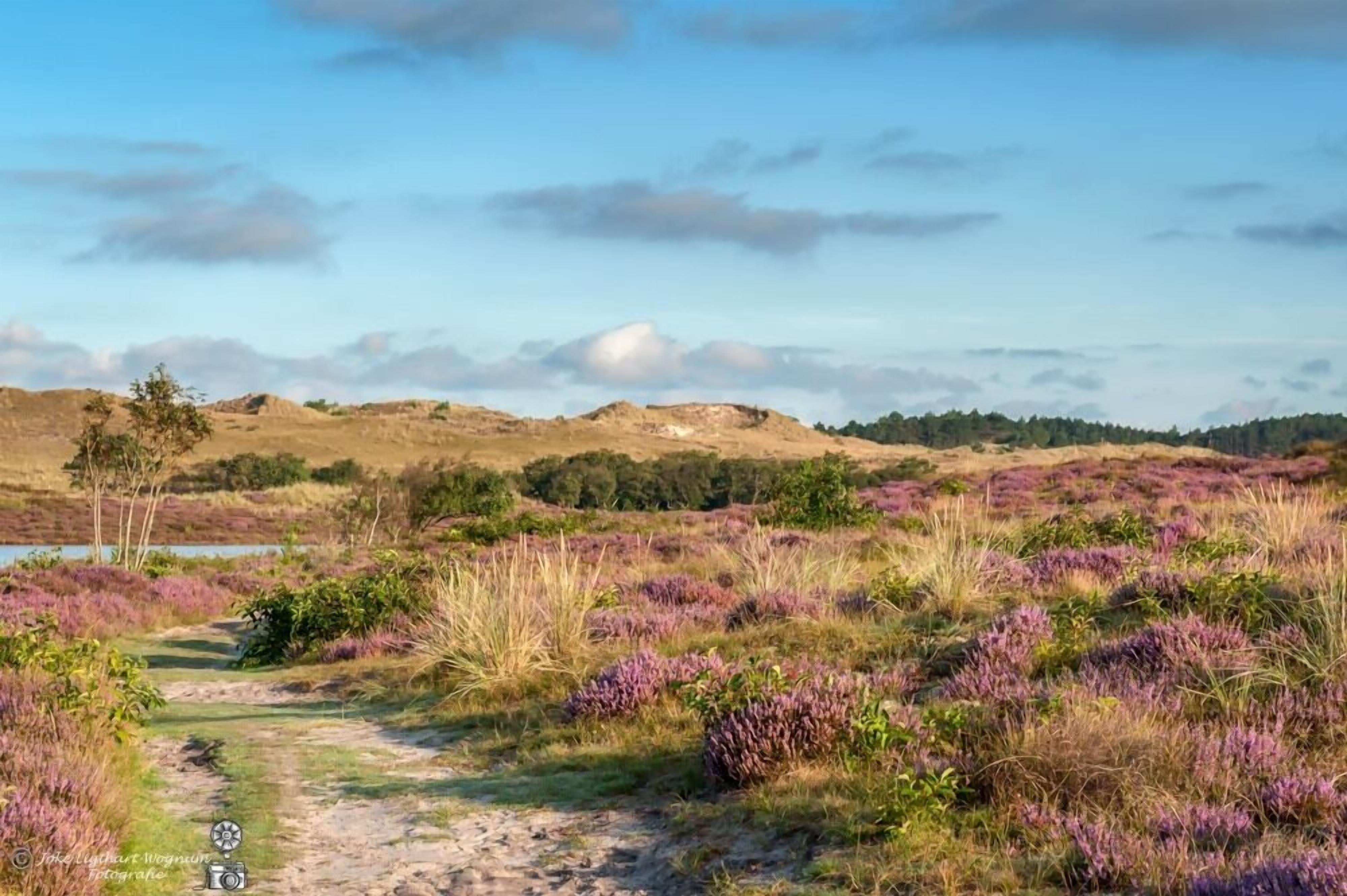 Een natuurlijk landschap met een onverharde pad, paarse heide en verre heuvels.
