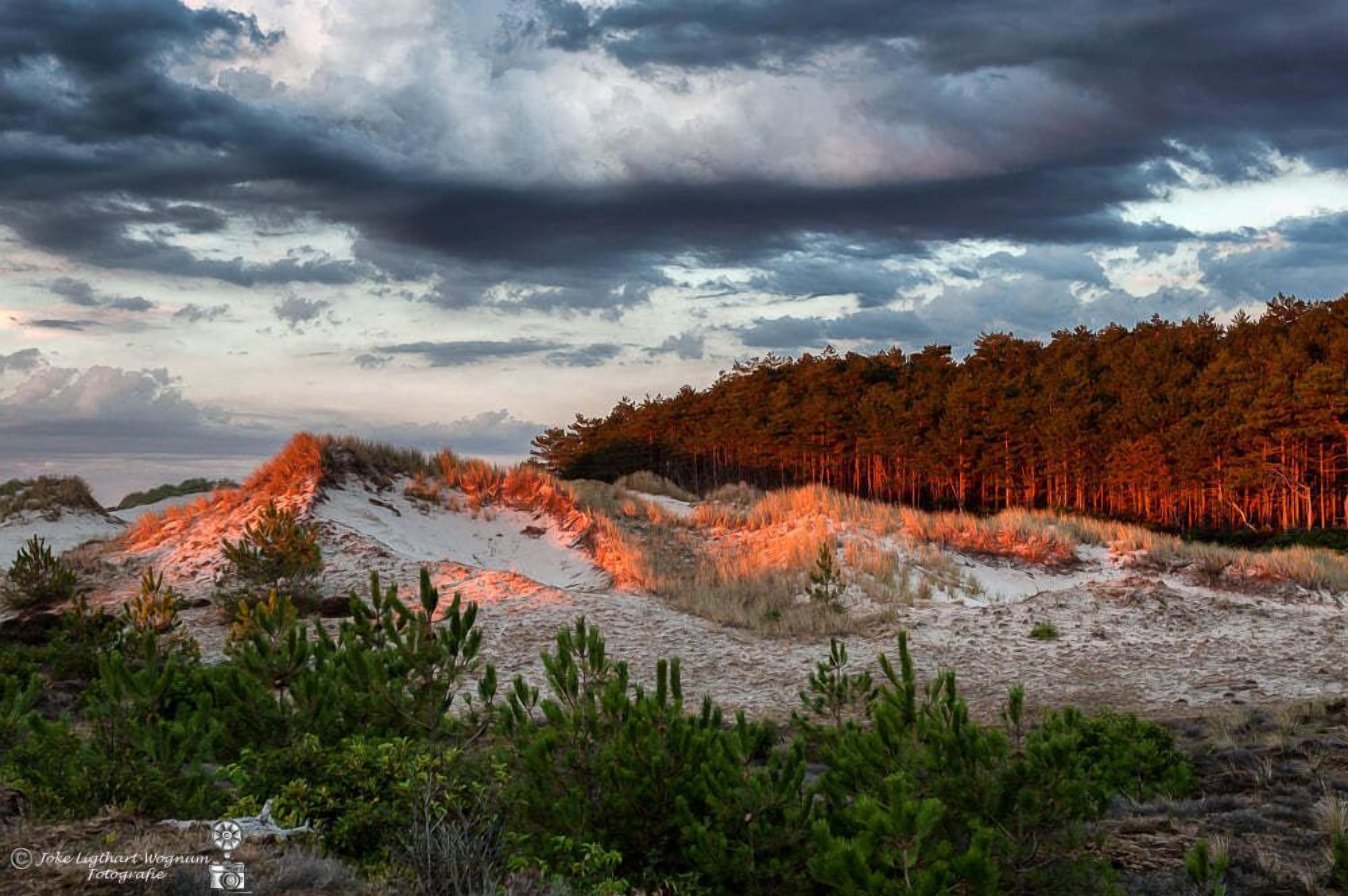 Ett kustlandskap med sanddyner, gles vegetation och en skog i bakgrunden.