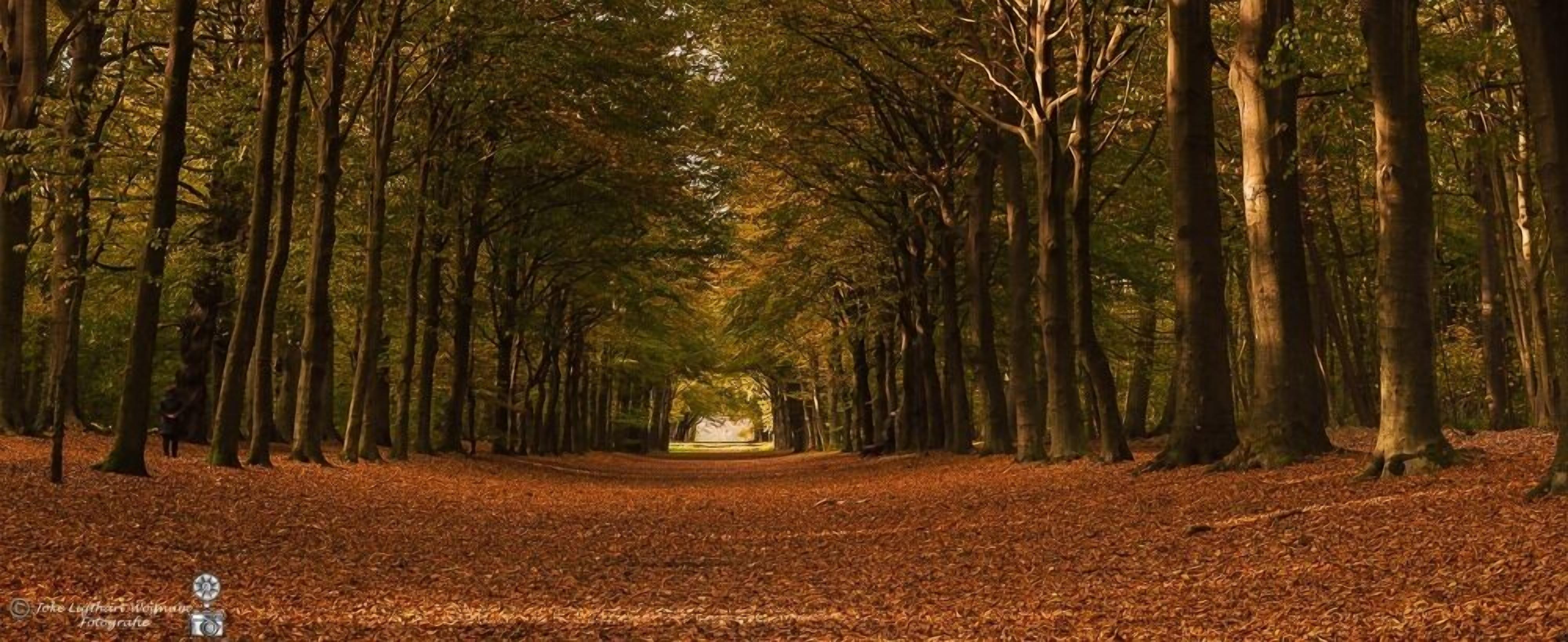 A forest path lined with tall trees and a carpet of fallen leaves.