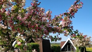 A rural setting with a tree in full bloom, a grassy field, and a building with a sloped roof. - Hotelhuisje Warmenhuizen #D (Warmenhuizen)