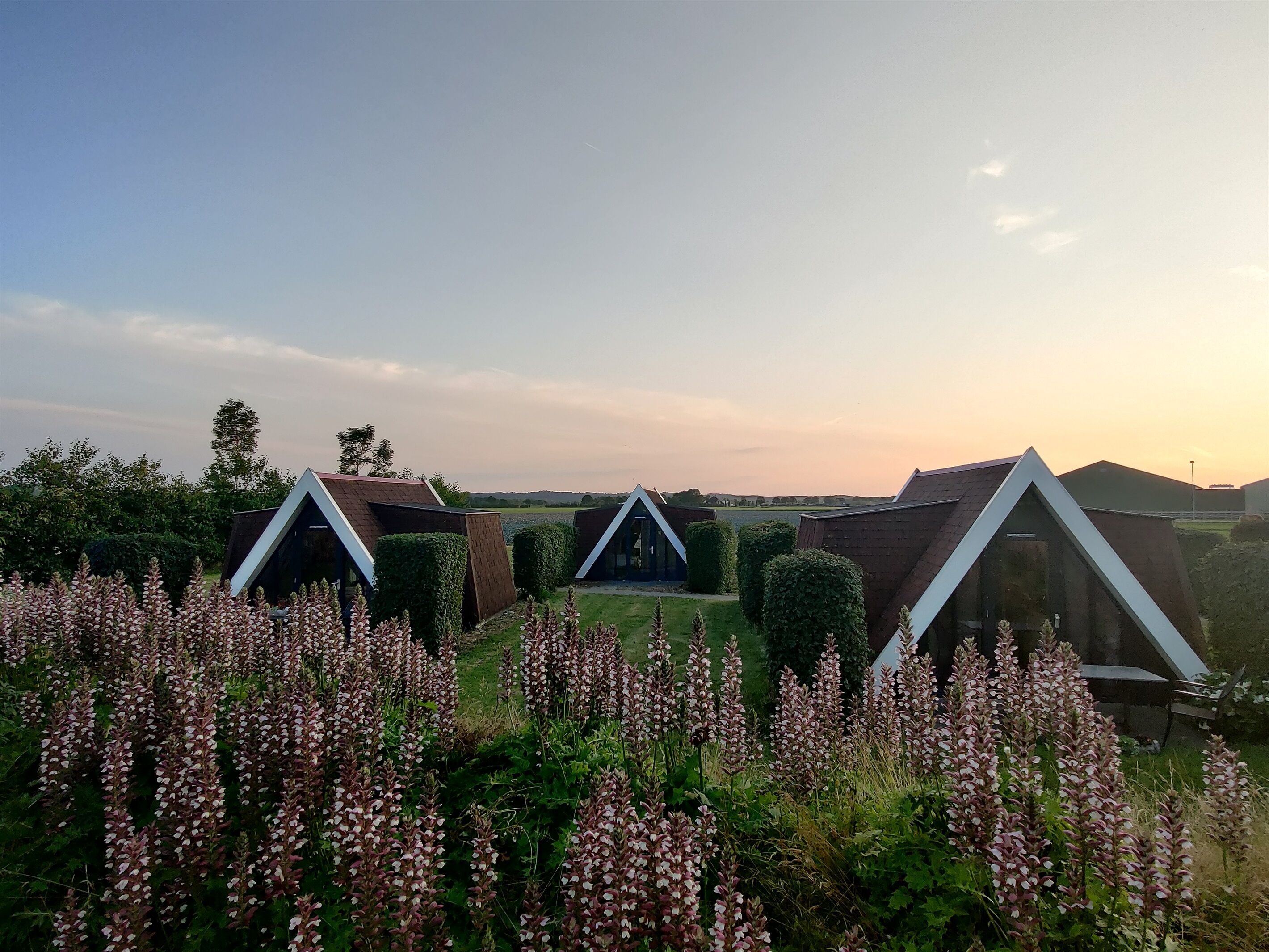 Tres cabañas modernas con techos triangulares rodeadas por un campo de flores púrpuras.