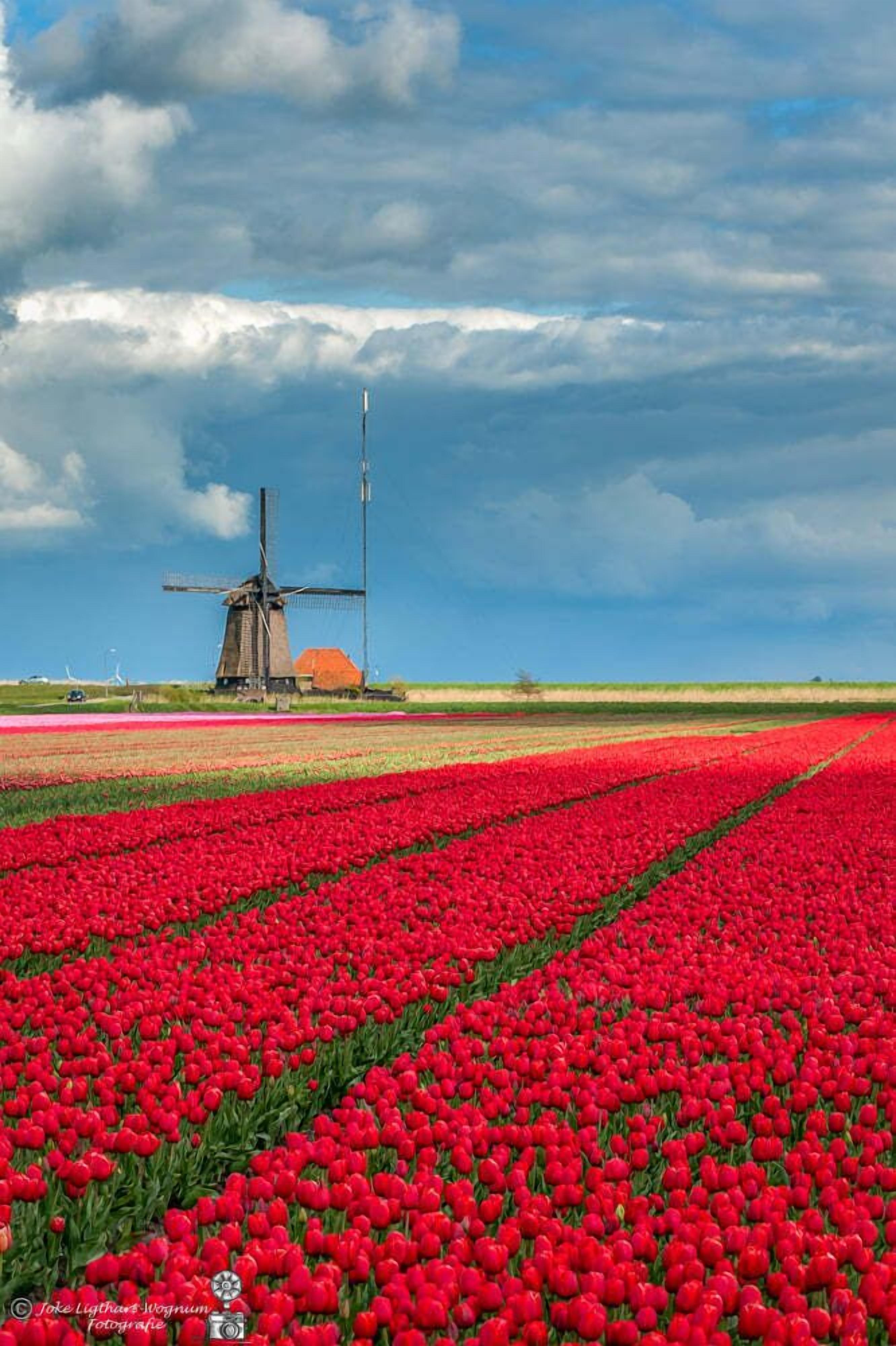 Un moulin à vent se dresse au milieu d’un champ de tulipes rouges, sous un ciel nuageux.