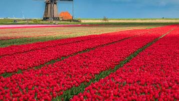 Un moulin à vent se dresse au milieu d’un champ de tulipes rouges, sous un ciel nuageux.