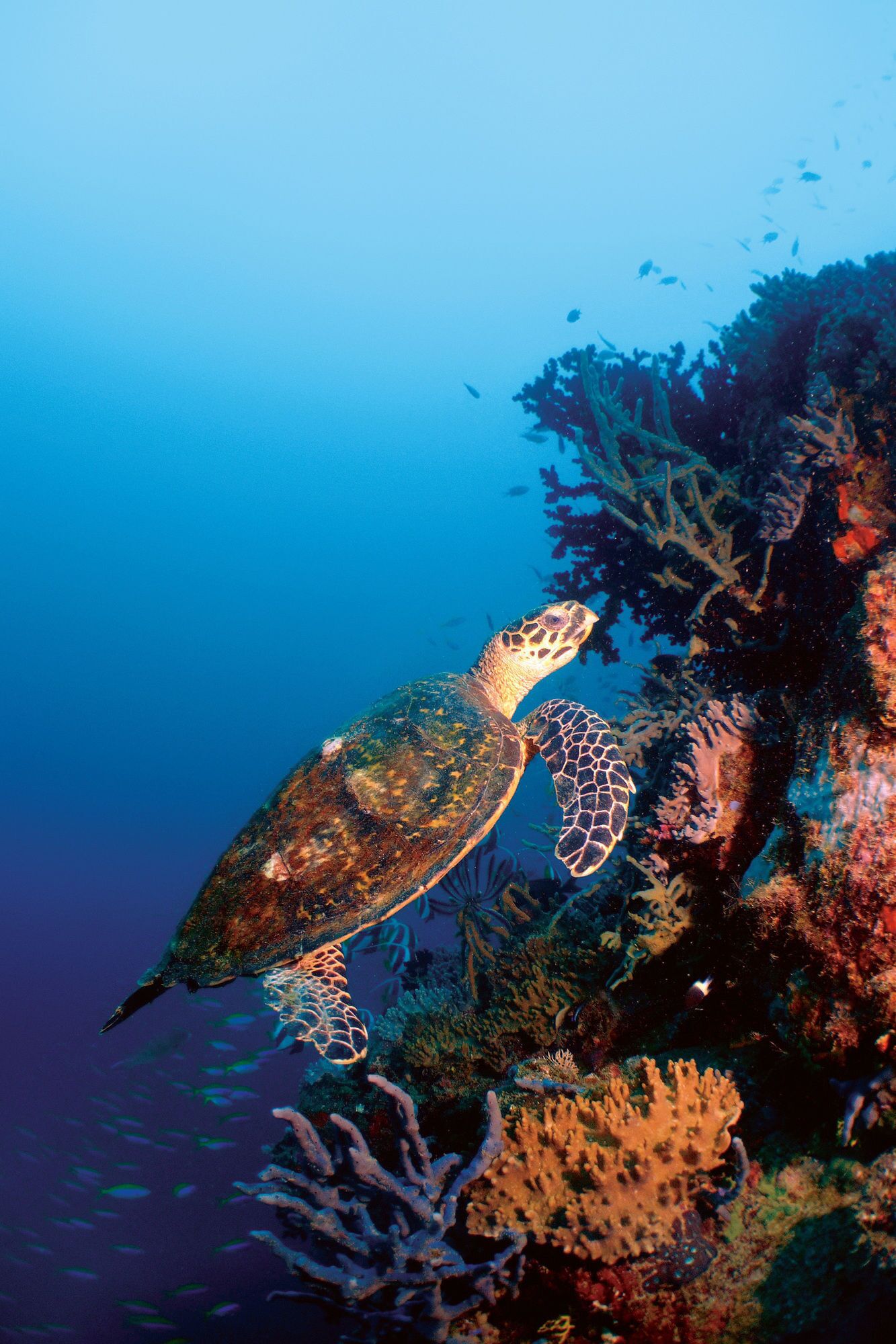 Una tortuga marina nadando cerca de un arrecife de coral.