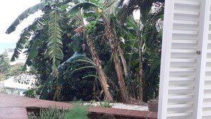 A garden with a variety of plants, including banana trees and a small water feature. - T2 Design for 2 with small private pool, ideal for a loving couple. (Les Trois ILets)