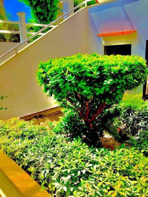 Property grounds - Kallipatira apartments (Rhodes)