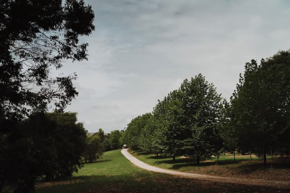 Un camí a través d'un parc amb arbres a banda i banda.