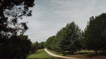 Un camí a través d'un parc amb arbres a banda i banda.