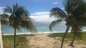 Vista de playa con palmeras y un sendero arenoso que lleva al agua.