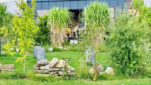 A modern building with a sloped roof, surrounded by a garden with various plants and a stone wall.
