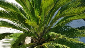 Zona de piscina amb una planta de palmera al primer pla, un pati amb mobles d'exterior i una altra tanca al fons.