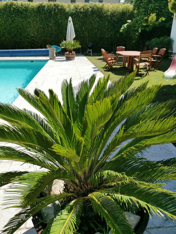 A pool area with a palm plant in the foreground, a patio with outdoor furniture, and a hedge in the background.