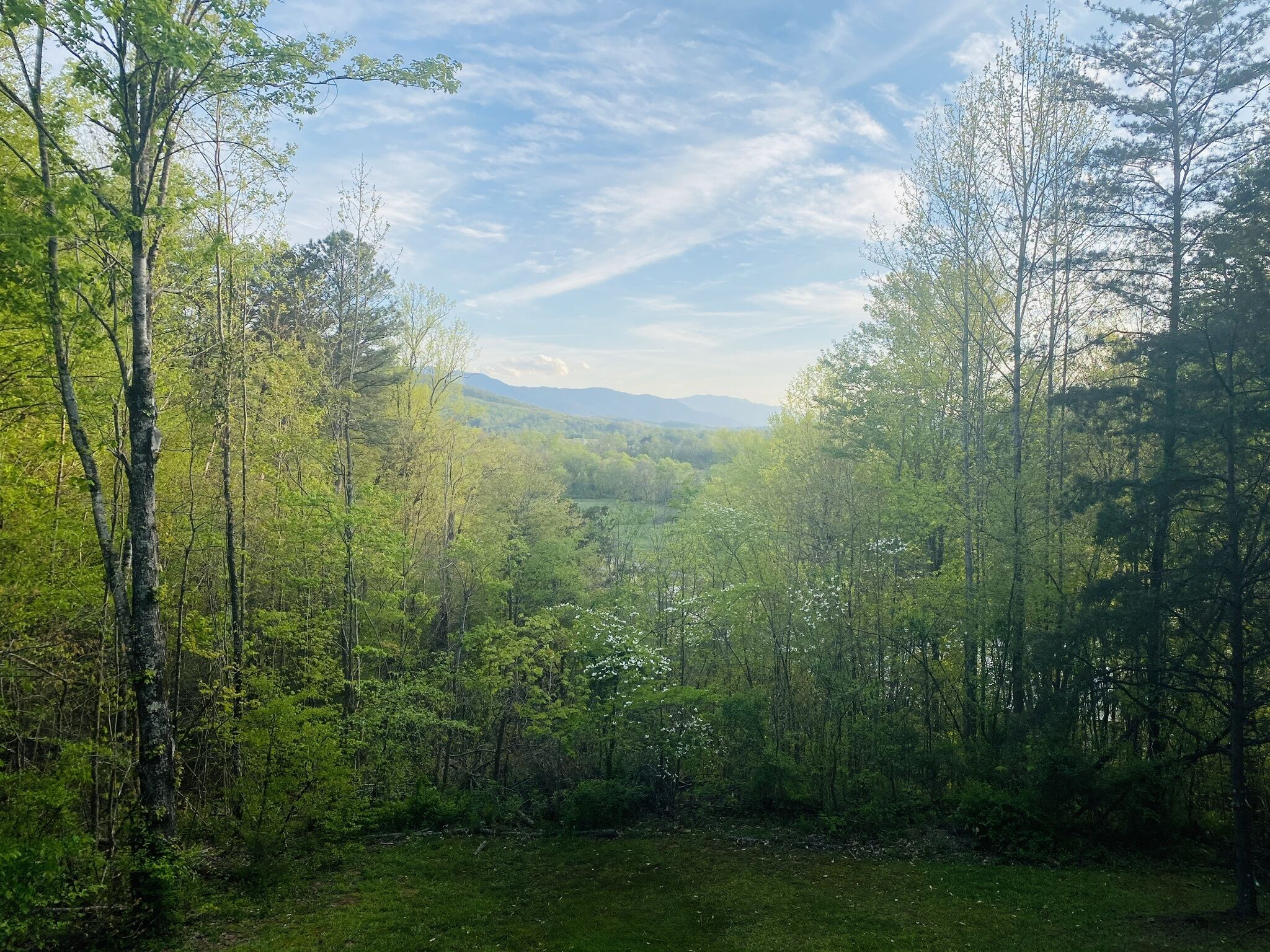 A forested landscape with a view of distant mountains under a partly cloudy sky.
