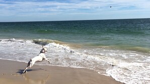 A beach scene with a dog running along the shore.
