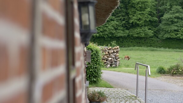 A rural setting with a brick building, a pile of logs, and a cow grazing in the background. - Reetdachkate im Herzen Angelns (Schnarup-Thumby)
