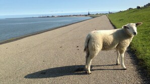 Un sentier côtier avec un mouton debout au bord d’une promenade pavée.