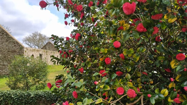 Um jardim com flores vermelhas e um edifício de pedra ao fundo.