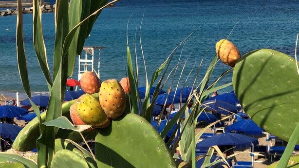 Ein Strand mit einer Kaktuspflanze im Vordergrund, blauem Himmel und ruhiger See im Hintergrund.