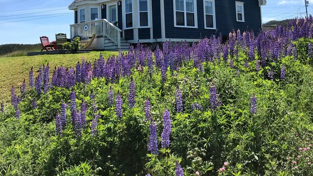 A two-story house with a dark blue exterior and a steeply pitched roof. - Stunning Ocean View Vacation Home, Trinity NL (Trinity)