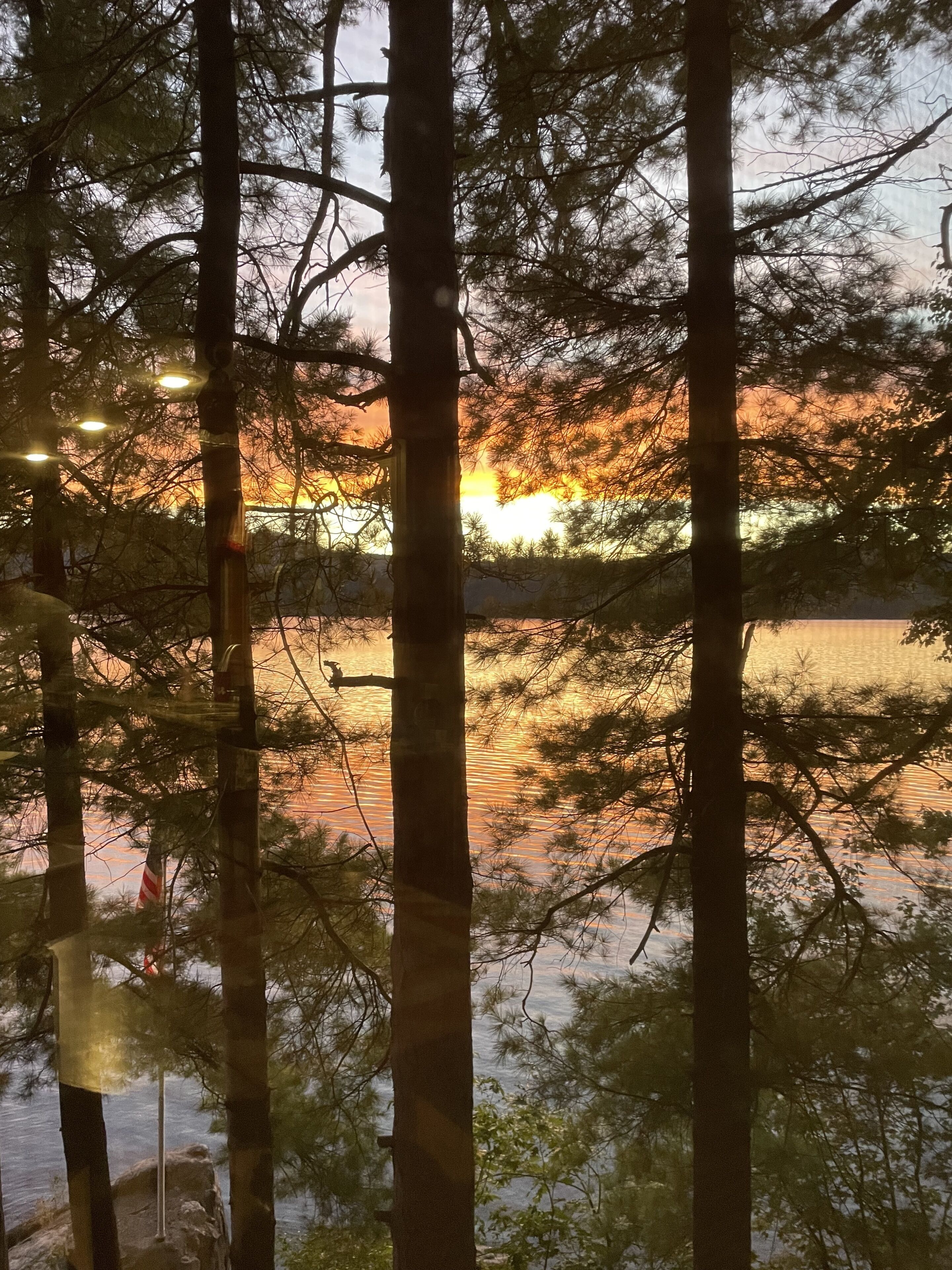 A forested area with tall trees and a body of water reflecting the sunset.