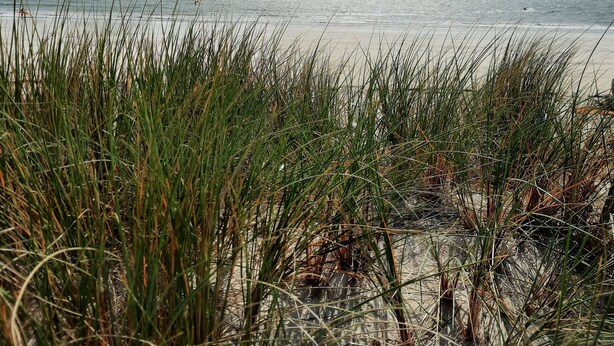 A beach with sand dunes and grass in the foreground. - House on the seafront, beach 150 m away  (Île-Tudy)