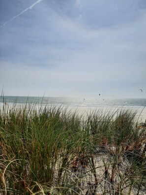 A beach with sand dunes and grass in the foreground.