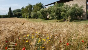 A rural landscape with a field of wheat and wildflowers, a building with a metal roof, and trees in the background. - Bella Valle 3 Campagna, Relax in Giardino, Mare a 2 km e la Toscana Tuta Intorno (Toscana)