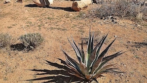 A desert landscape with a large agave plant in the foreground, a wooden bench, and sparse vegetation. - Private RV Site with Personal Observatory Access (Animas)
