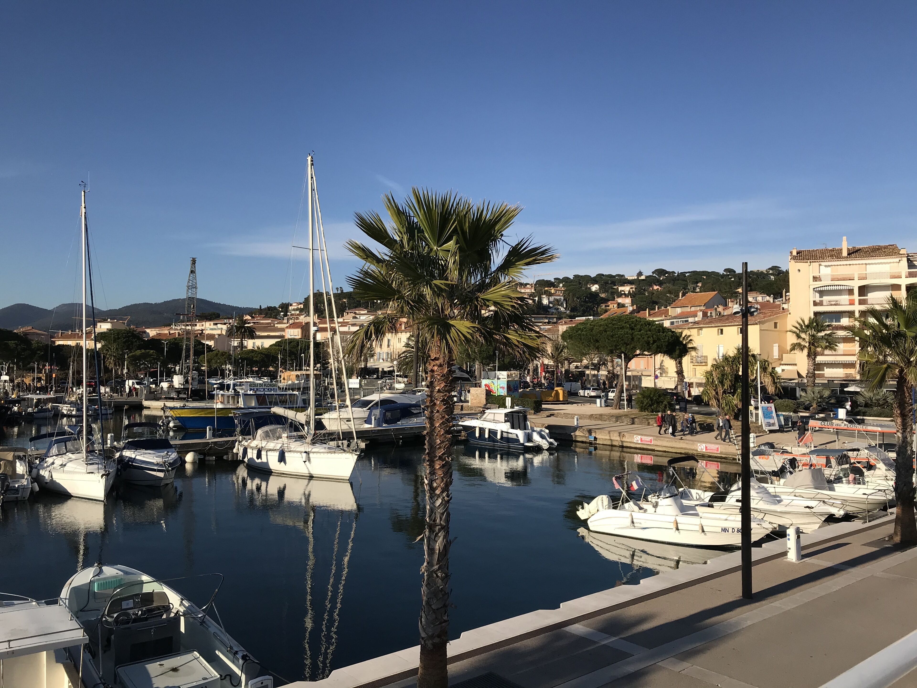 Un port de plaisance avec des bateaux amarrés, un palmier et des bâtiments en arrière-plan.