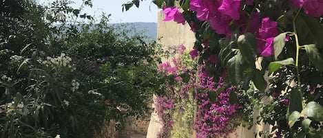 A stone pathway leading through a garden with potted plants and flowering vines.