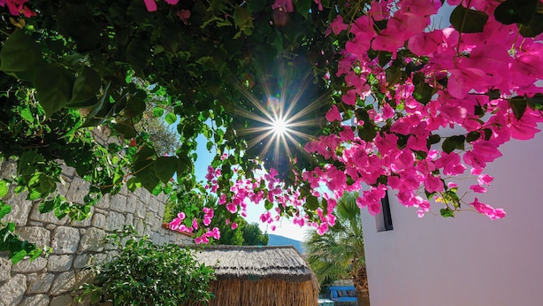 Un muro de piedra con una estructura de techo de paja, rodeado de exuberante follaje y vibrantes flores rosadas.